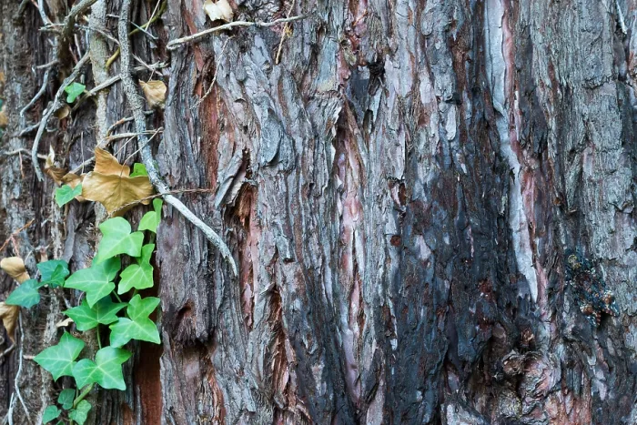 Framed Print : Macro image of a Deaths-head Hawk Moth