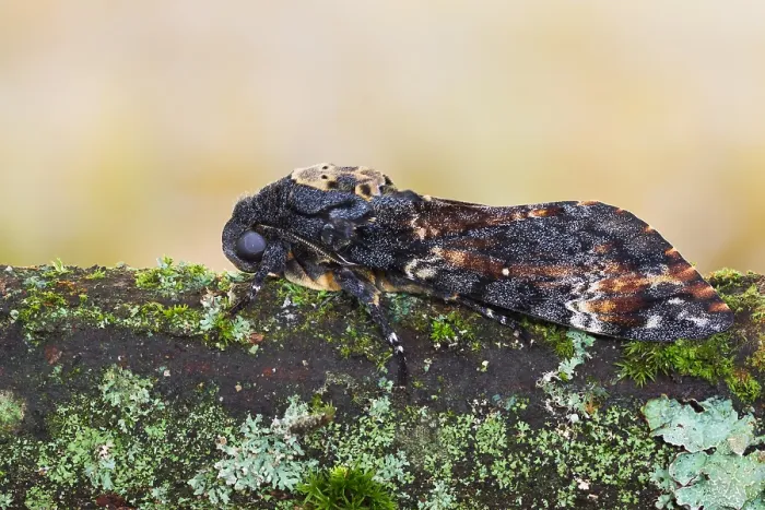 Framed Print : Macro image of a Deaths-head Hawk Moth