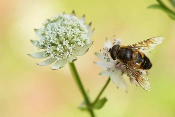 Framed Print : Macro image of a Drone fly