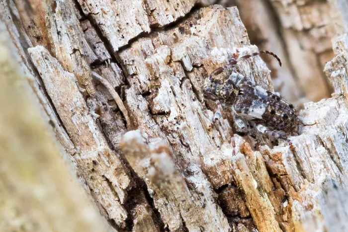 Framed Print : Macro image of an insect