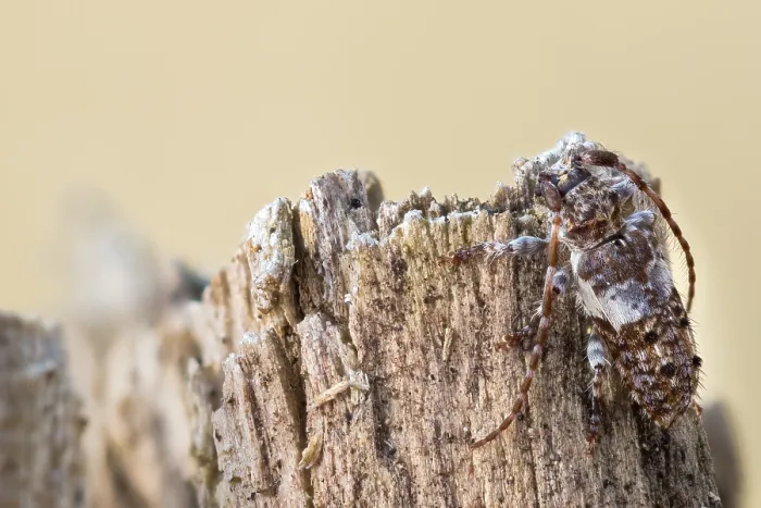 Framed Print : Macro image of an insect