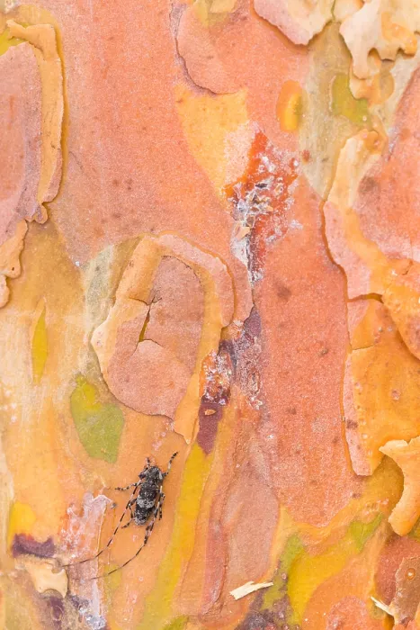 Framed Print : Macro image of an insect