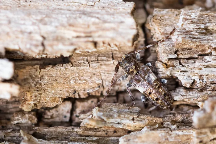 Framed Print : Macro image of an insect
