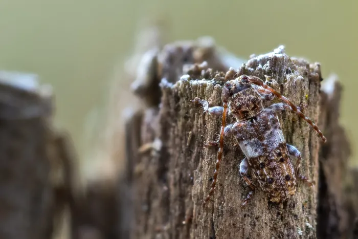 Framed Print : Macro image of an insect