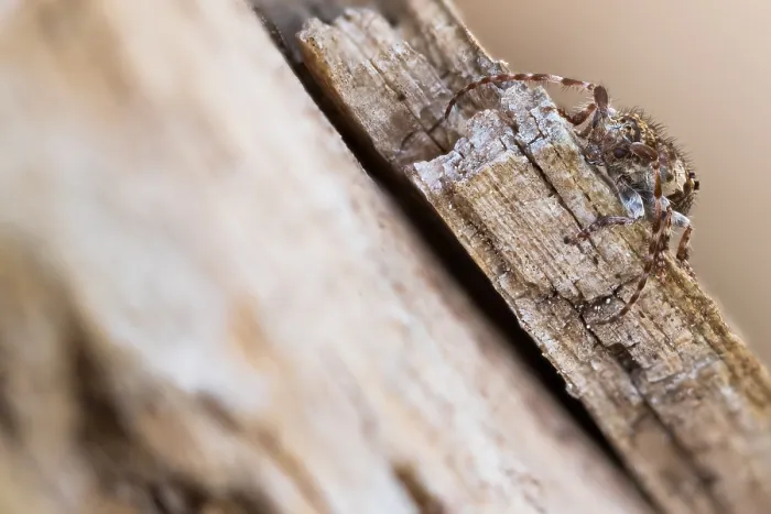 Framed Print : Macro image of an insect