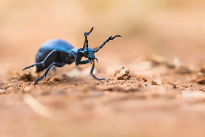 Framed Print : Macro image of an insect