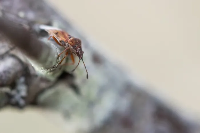 Framed Print : Macro image of an insect