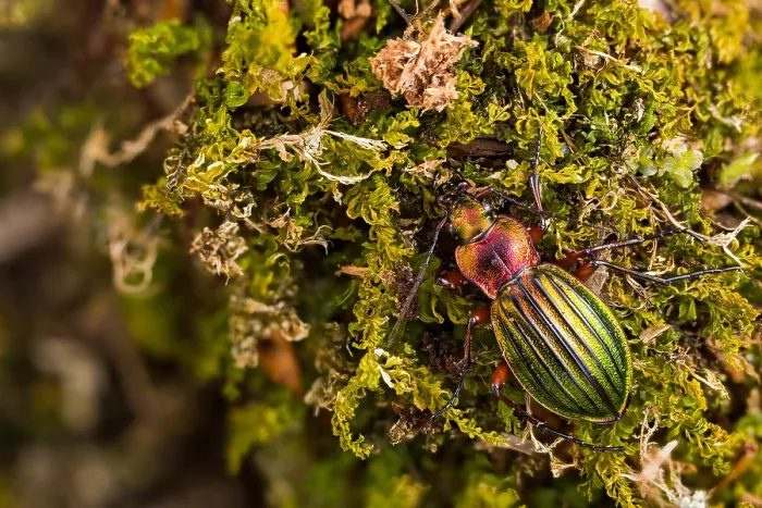Framed Print : Macro image of an insect in Germany