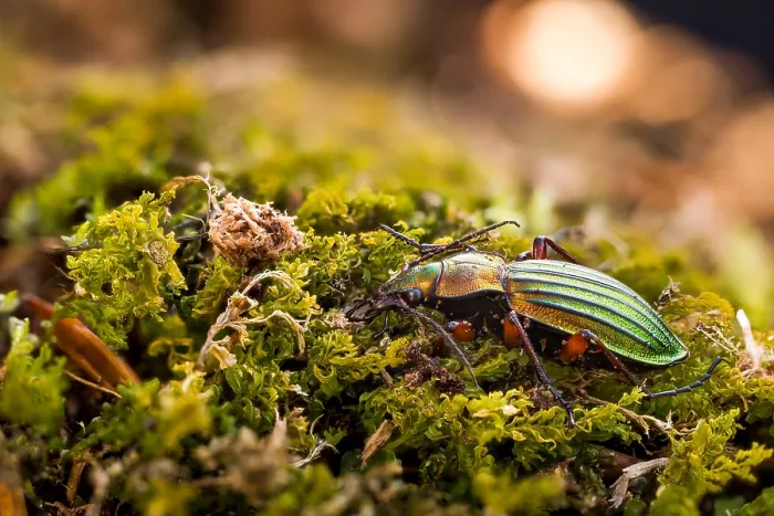 Framed Print : Macro image of an insect in Germany Framed Print : Macro image of an insect in Germany