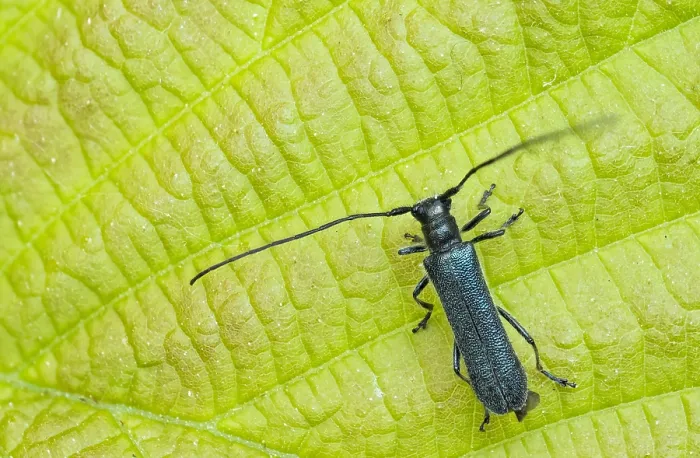 Framed Print : Macro image of an insect in Germany Framed Print : Macro image of an insect in Germany