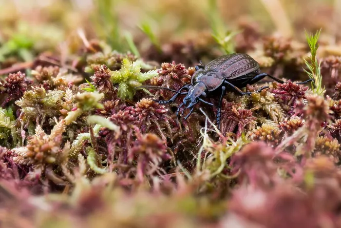 Framed Print : Macro image of an insect in Germany