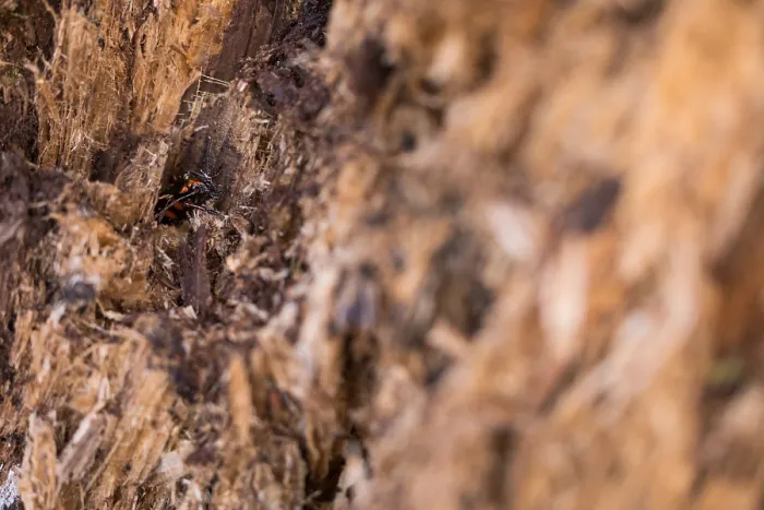 Framed Print : Macro image of an insect in Germany