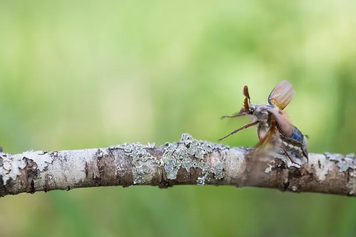 Framed Print : Macro image of an insect in Germany