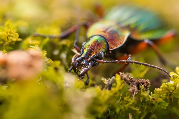 Framed Print : Macro image of an insect in Germany