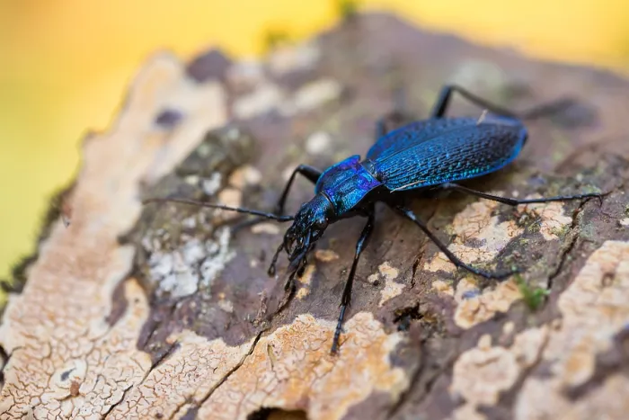Framed Print : Macro image of an insect in Germany