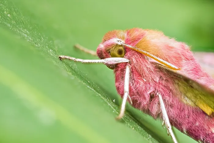 Framed Print : Macro image of an insect in Germany