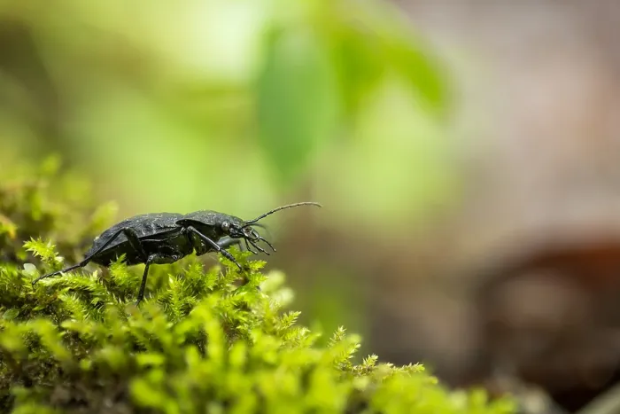 Framed Print : Macro image of an insect in Germany