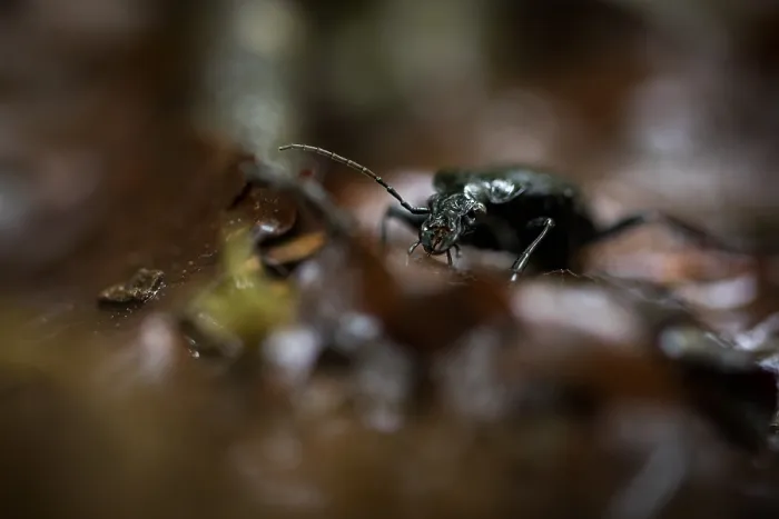 Framed Print : Macro image of an insect in Germany