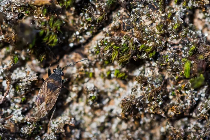 Framed Print : Macro image of an insect in Germany