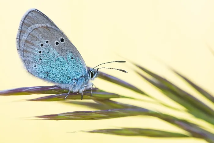Framed Print : Macro image of an insect in Germany