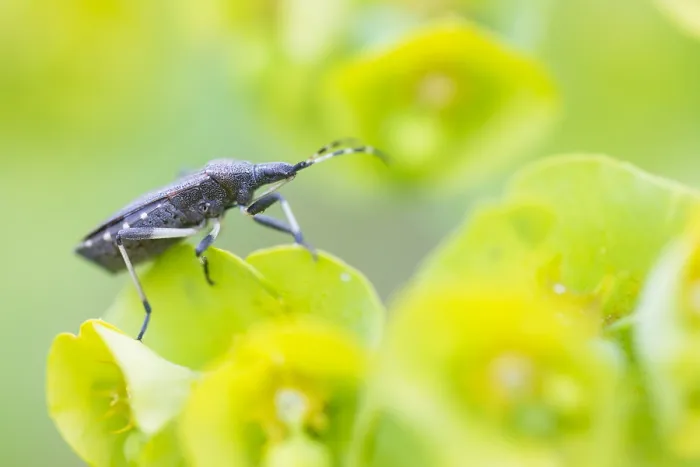 Framed Print : Macro image of an insect in Germany
