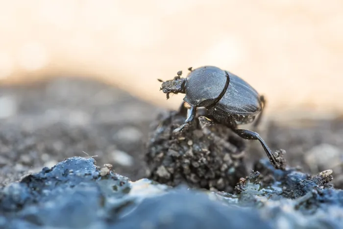 Framed Print : Macro image of an insect in Germany