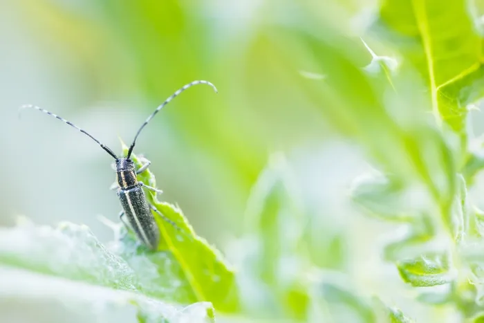 Framed Print : Macro image of an insect in Germany