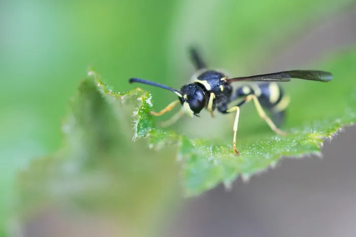 Framed Print : Macro image of an insect in Germany