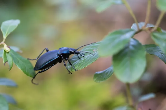 Framed Print : Macro image of an insect in Germany Framed Print : Macro image of an insect in Germany