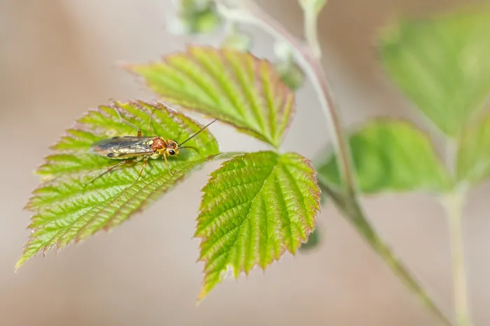 Framed Print : Macro image of an insect in Germany