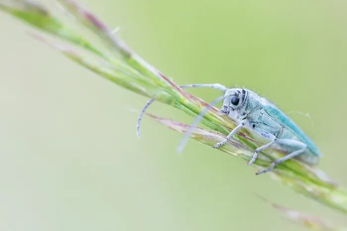 Framed Print : Macro image of an insect in Germany