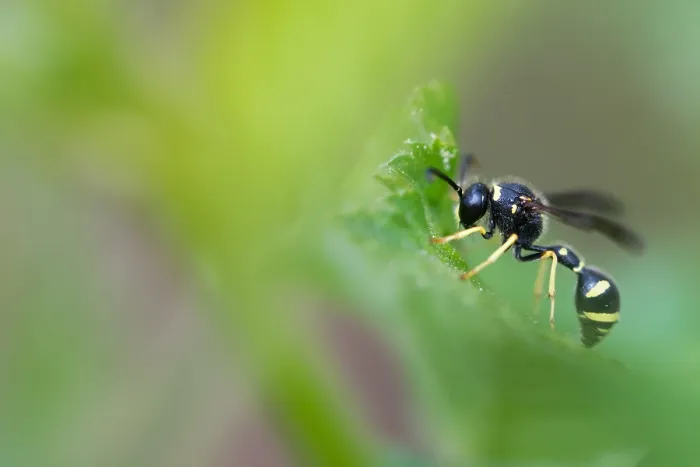 Framed Print : Macro image of an insect in Germany