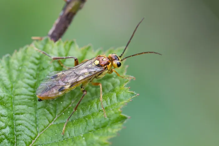 Framed Print : Macro image of an insect in Germany