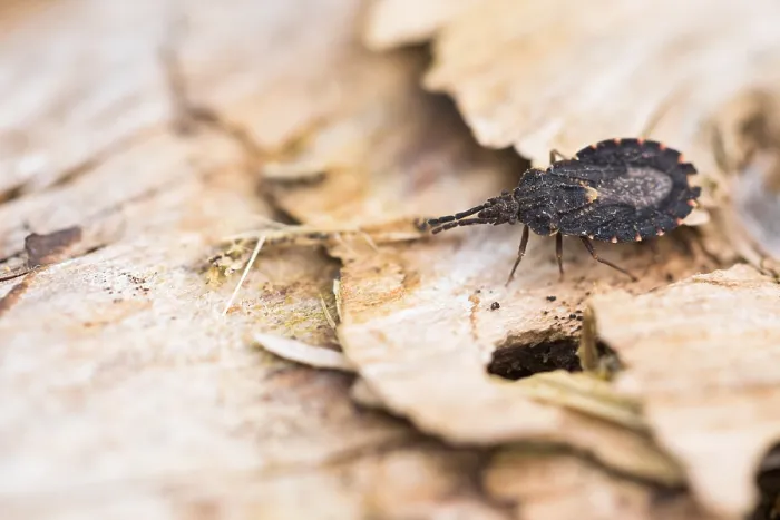 Framed Print : Macro image of an insect in Germany