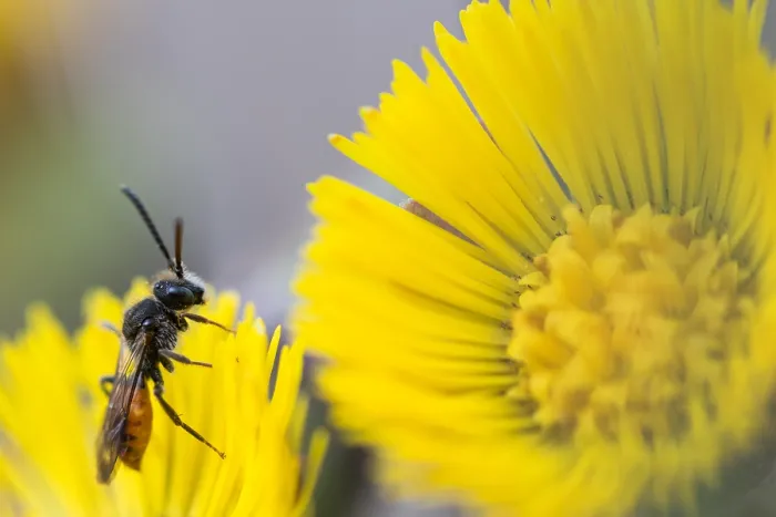 Framed Print : Macro image of an insect in Germany