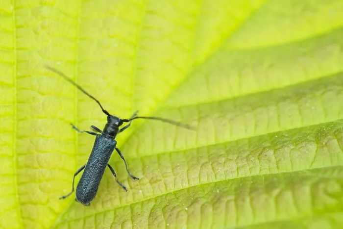 Framed Print : Macro image of an insect in Germany