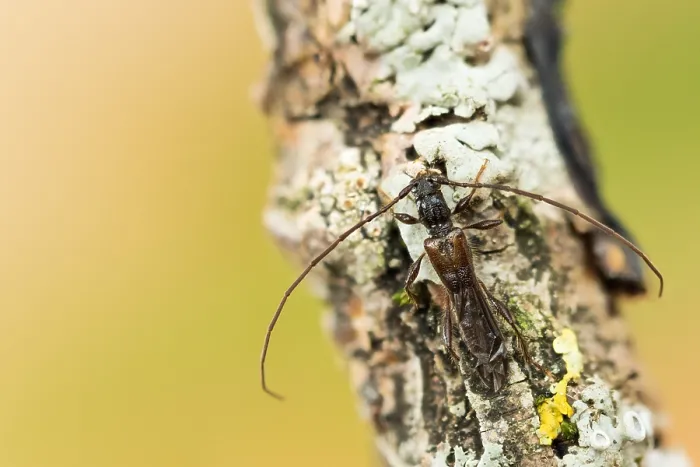 Framed Print : Macro image of an insect in Germany