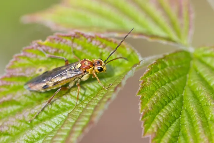 Framed Print : Macro image of an insect in Germany