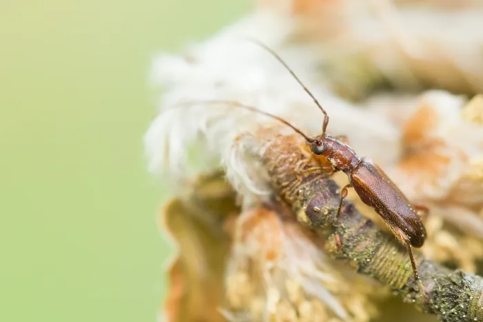 Framed Print : Macro image of an insect in Germany