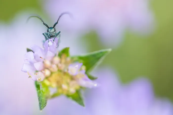 Framed Print : Macro image of an insect in Germany Framed Print : Macro image of an insect in Germany