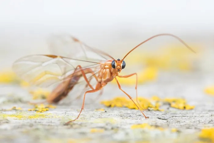 Framed Print : Macro image of an insect in Germany