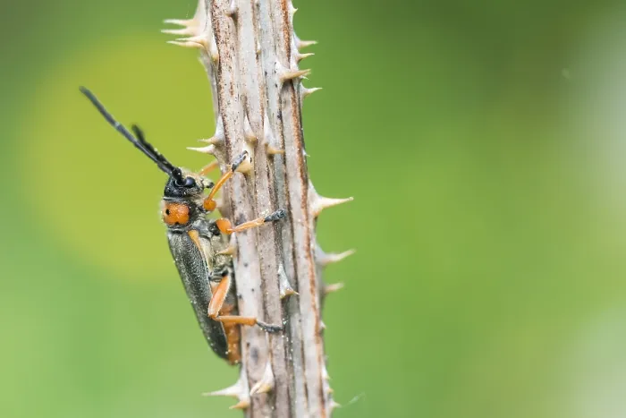 Framed Print : Macro image of an insect in Germany