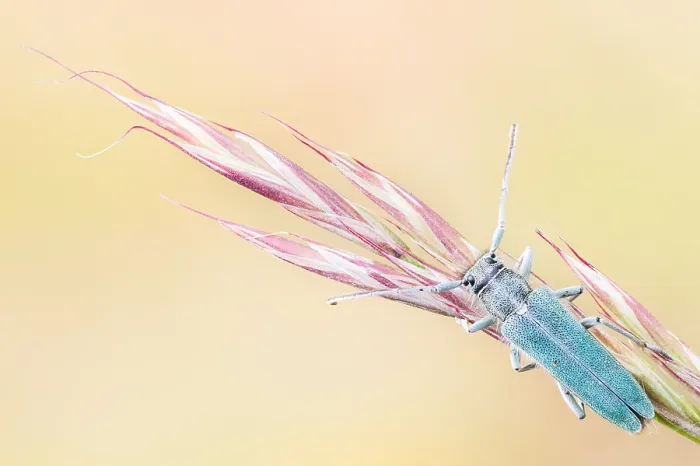 Framed Print : Macro image of an insect in Germany