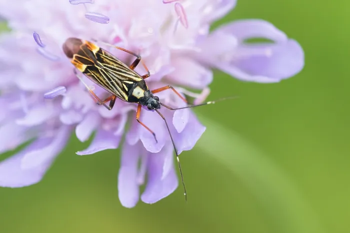 Framed Print : Macro image of an insect in Germany Framed Print : Macro image of an insect in Germany