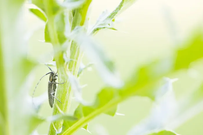 Framed Print : Macro image of an insect in Germany Framed Print : Macro image of an insect in Germany