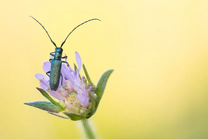 Framed Print : Macro image of an insect in Germany Framed Print : Macro image of an insect in Germany