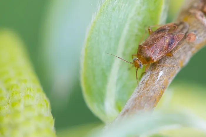Framed Print : Macro image of an insect in Germany