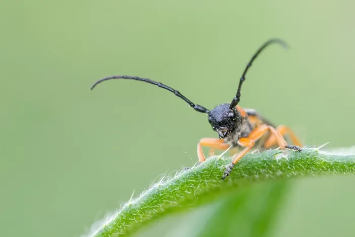 Framed Print : Macro image of an insect in Germany