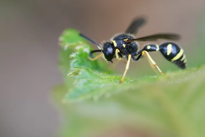 Framed Print : Macro image of an insect in Germany