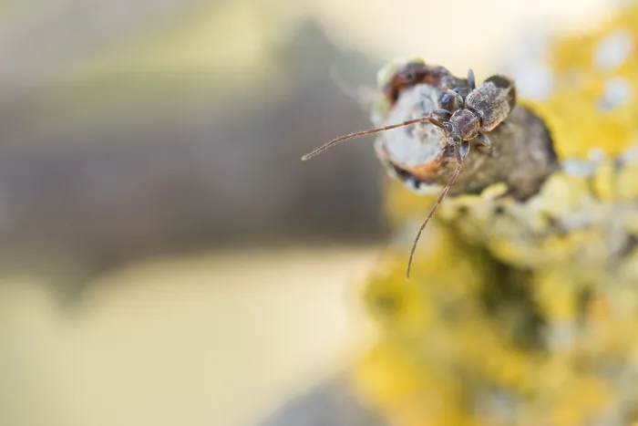 Framed Print : Macro image of an insect in Germany
